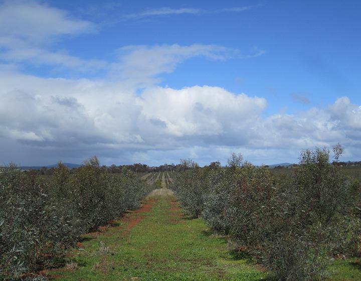 Eucalyptus trees